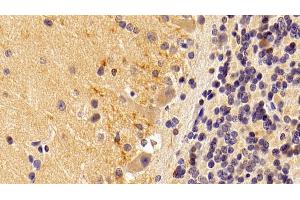 Detection of BMP2 in Rabbit Cerebellum Tissue using Polyclonal Antibody to Bone Morphogenetic Protein 2 (BMP2) (BMP2 antibody  (AA 284-388))
