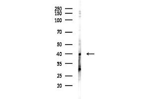 anti-Dual Specificity Phosphatase 1 (DUSP1) (C-Term) antibody