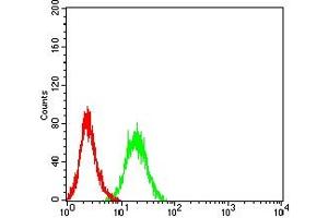 Flow cytometric analysis of HL-60 cells using CD202B mouse mAb (green) and negative control (red). (TEK antibody  (AA 571-748))