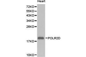 Western Blotting (WB) image for anti-Polymerase (RNA) II (DNA Directed) Polypeptide D (POLR2D) antibody (ABIN1874184) (POLR2D antibody)
