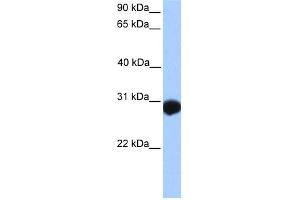 WB Suggested Anti-SLAMF6 Antibody Titration:  0. (SLAMF6 antibody  (N-Term))