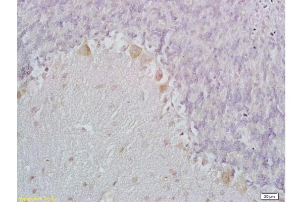 C1ql1 antibody  (AA 40-90)