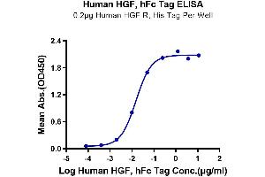 Hepatocyte Growth Factor (Hepapoietin A, Scatter Factor) (HGF) (AA 32-728) protein (Fc Tag)