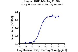 Immobilized Human HGF R, His Tag at 2 μg/mL (100 μL/Well) on the plate. (HGF Protein (AA 32-728) (Fc Tag))