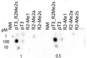 Dot Blot of Rabbit Histone H3 pT3/R2Me2s Antibody.