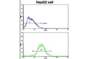 Flow cytometric analysis of HepG2 cells using FTH1 Antibody (C-term)(bottom histogram) compared to a negative control cell (top histogram).