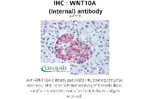 Image no. 1 for anti-Wingless-Type MMTV Integration Site Family, Member 10A (WNT10A) (Internal Region) antibody (ABIN1740818) (WNT10A antibody  (Internal Region))