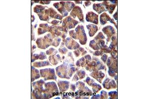 GNAS Antibody (C-term) (ABIN656989 and ABIN2850497) immunohistochemistry analysis in formalin fixed and paraffin embedded human pancreas tissue followed by peroxidase conjugation of the secondary antibody and DAB staining. (GNAS antibody  (C-Term))