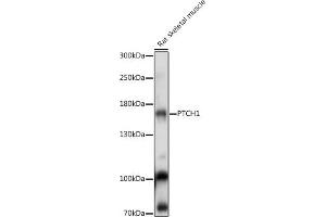Western blot analysis of extracts of Rat skeletal muscle, using PTCH1 antibody (ABIN7269184) at 1:1000 dilution. (Patched 1 antibody  (AA 770-970))
