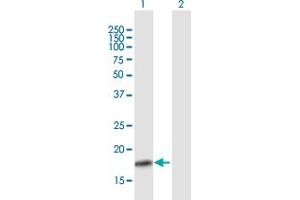 Western Blot analysis of CLDN1 expression in transfected 293T cell line by CLDN1 MaxPab polyclonal antibody. (Claudin 1 antibody  (AA 1-211))