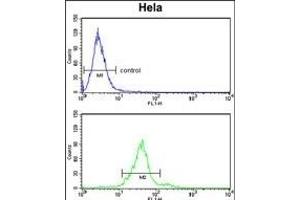 GALNT2 Antibody (N-term) (ABIN653281 and ABIN2842795) flow cytometry analysis of Hela cells (bottom histogram) compared to a negative control cell (top histogram). (GALNT2 antibody  (N-Term))