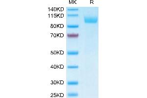 Biotinylated Human Siglec-5 on Tris-Bis PAGE under reduced conditions. (SIGLEC5 Protein (AA 17-434) (Fc Tag,Biotin))