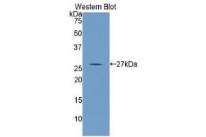 Western Blotting (WB) image for anti-Angiopoietin 4 (ANGPT4) (AA 271-491) antibody (ABIN5662049) (Angiopoietin 4 antibody  (AA 271-491))