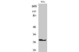 Western Blotting (WB) image for anti-Fas (TNFRSF6)-Associated Via Death Domain (FADD) (Tyr397) antibody (ABIN3184575)