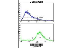 Flow cytometric analysis of jurkat cells using VIP Antibody (bottom histogram) compared to a negative control cell (top histogram).