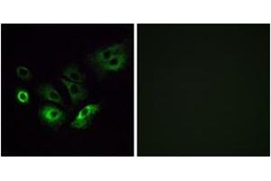 Immunofluorescence analysis of A549 cells, using OR4Q3 Antibody. (OR4Q3 antibody  (AA 264-313))