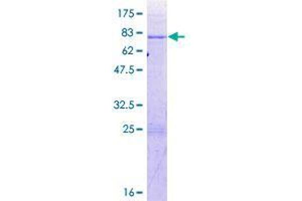 CELF6 Protein (AA 1-481) (GST tag)