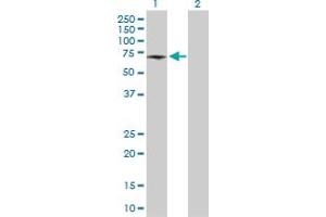 Western Blot analysis of ATP6V1B1 expression in transfected 293T cell line by ATP6V1B1 MaxPab polyclonal antibody. (ATP6V1B1 antibody  (AA 1-513))