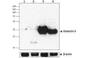 Western Blotting (WB) image for anti-Galectin 3 (LGALS3) antibody (ABIN2665257) (Galectin 3 antibody)