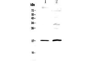 Western blot analysis of Epigen using anti-Epigen antibody . (Epigen antibody  (AA 23-110))
