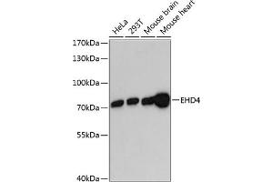 Western blot analysis of extracts of various cell lines, using EHD4 antibody  at 1:3000 dilution. (EHD4 antibody  (AA 362-541))