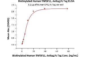 Immobilized Human OPG, Fc Tag (ABIN2181850,ABIN2181849) at 2 μg/mL (100 μL/well) can bind Biotinylated Human TNFSF11, Avitag,Fc Tag (ABIN6386415,ABIN6388268) with a linear range of 0.