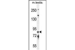 Western blot analysis in mouse testis tissue lysates (35ug/lane). (IFT81 antibody  (C-Term))