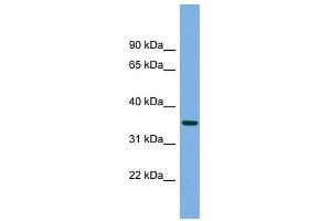 PRSS22 antibody used at 1 ug/ml to detect target protein. (PRSS22 antibody  (N-Term))