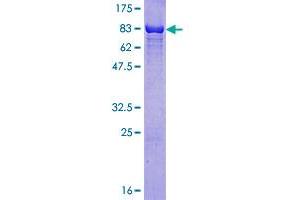 RAD23B Protein (AA 1-409) (GST tag)