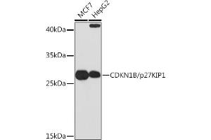 Western blot analysis of extracts of various cell lines, using CDKN1B/p27KIP1 Rabbit pAb (ABIN3020889, ABIN3020890, ABIN3020891 and ABIN6213779) at 1:1000 dilution. (CDKN1B antibody  (AA 1-198))