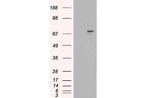 HEK293 overexpressing FANCG (ABIN5348044) and probed with ABIN190919 (mock transfection in first lane). (FANCG antibody  (C-Term))