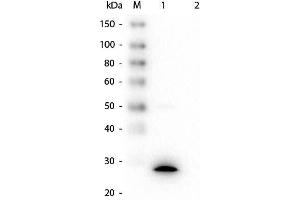 Western Blot of Mouse anti-GSTZ1 Monoclonal Antibody. (GSTZ1 antibody  (GST tag))