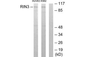 Western blot analysis of extracts from HUVEC cells and K562 cells, using RIN3 antibody.