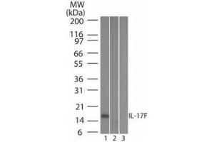 Western Blot of Mouse Anti-IL-17F antibody Lane 1: human full length recombinant IL-17F protein Lane 2: mouse full length recombinant IL-17F protein Lane 3: rat full length recombinant IL-17F protein Load: 20 ng/lane Primary antibody: Anti-IL-17F antibody at 0. (IL17F antibody)