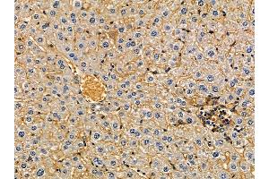 FCRL2 Antibody at 1/100 staining mouse liver tissue by IHC-P. (FCRL2 antibody)