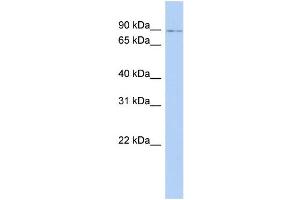 WB Suggested Anti-NFE2L1 Antibody Titration:  0.