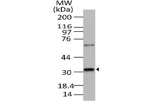 Image no. 1 for anti-Retina and Anterior Neural Fold Homeobox (RAX) (AA 100-313) antibody (ABIN5027505) (RAX antibody  (AA 100-313))