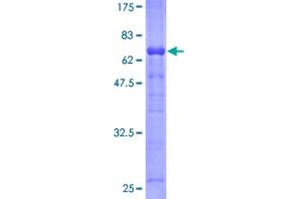 SERPINI2 Protein (AA 1-405) (GST tag)