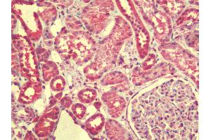 Anti-ZGPAT antibody IHC staining of human kidney. (ZGPAT antibody  (C-Term))