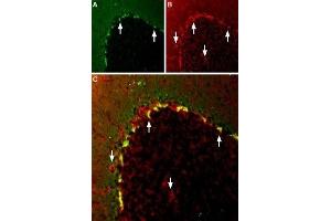 Multiplex staining of KV1. (KCNA2 antibody  (Intracellular))