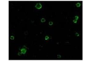 Immunofluorescence of TACE in HeLa cells with TACE at 10 µg/ml. (ADAM17 antibody  (C-Term))