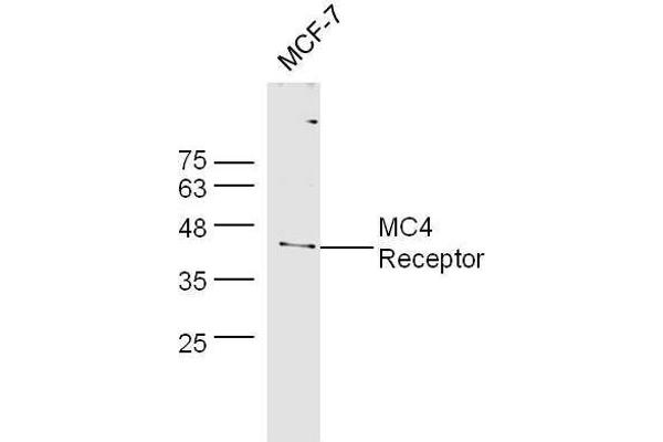 MC4R antibody  (AA 1-50)