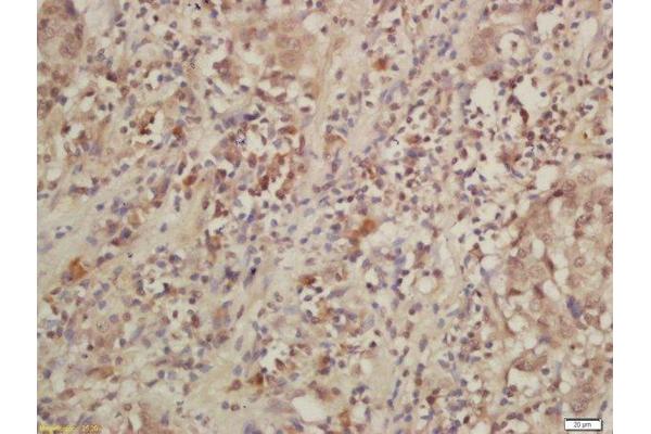 IL28RA antibody  (AA 51-150)