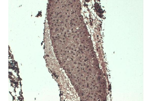 SLC5A5 antibody  (AA 468-643)