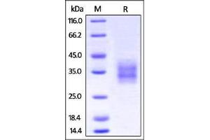 SDS-PAGE (SDS) image for Tumor Necrosis Factor Receptor Superfamily, Member 9 (TNFRSF9) (AA 24-186) (Active) protein (His tag) (ABIN2870585)