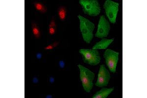 ABIN6260374 and ABIN6279100 staining  cells by IF/ICC. (RPP25L antibody  (C-Term))