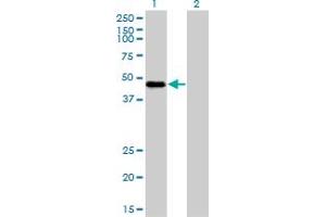 Western Blotting (WB) image for anti-RNA Binding Motif Protein 9 (RBM9) (AA 1-100) antibody (ABIN565111)
