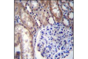 GNA14 Antibody (N-term) (ABIN656680 and ABIN2845919) immunohistochemistry analysis in formalin fixed and paraffin embedded human kidney tissue followed by peroxidase conjugation of the secondary antibody and DAB staining. (GNa14 antibody  (N-Term))