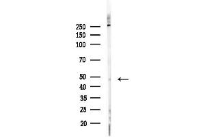 anti-RasGEF Domain Family, Member 1C (RASGEF1C) (Internal Region) antibody