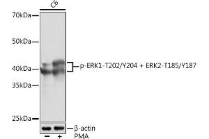 Western blot analysis of extracts of C6 cells, using Phospho-ERK1-T202/Y204 + ERK2-T185/Y187 Rabbit mAb (ABIN7268623) at 1:1000 dilution. (ERK1 antibody  (pThr185, pThr202, pThr204, pTyr187))